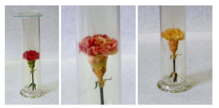 Odbarvovací účinky chloru